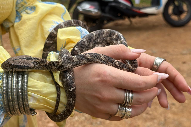 На острове много змей