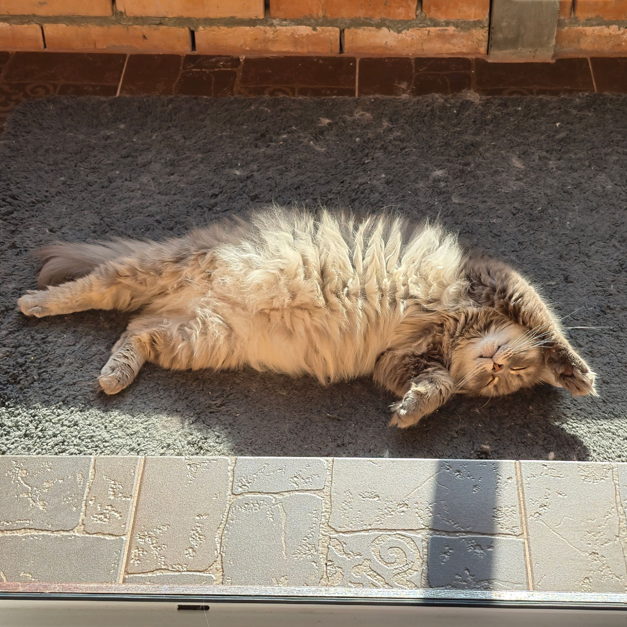 Мой котик