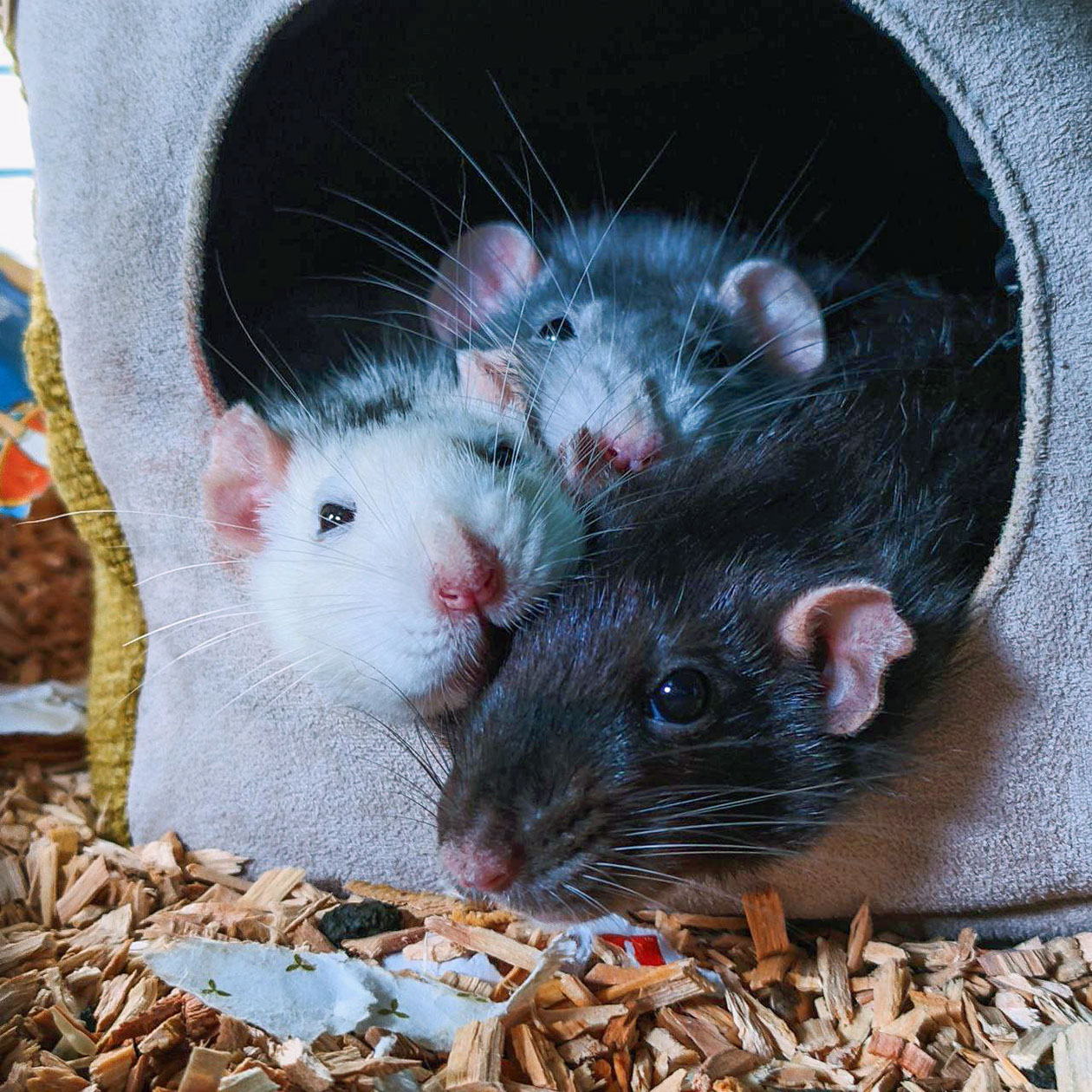 Луиза, Тельма и Семечка. Их фотографии я несколько раз выкладывала в рубрике Т⁠—⁠Ж «Покажите зверя»