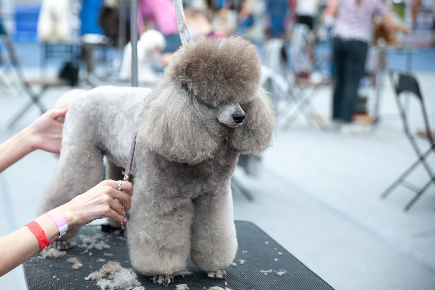 В период линьки шерсть пуделя сбивается в колтуны, поэтому собаку вычесывают регулярно. Фотография: WildStrawberry / FOTODOMShutterstock / Shutterstock