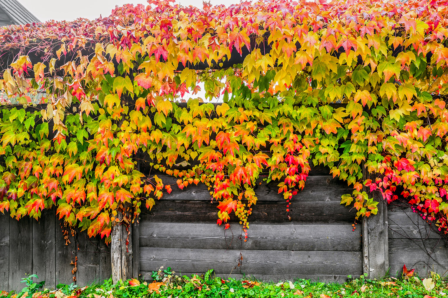 Прелесть девичьего винограда еще и в том, что он выглядит декоративно до поздней осени. Фото: Jaroslav Moravcik / Shutterstock