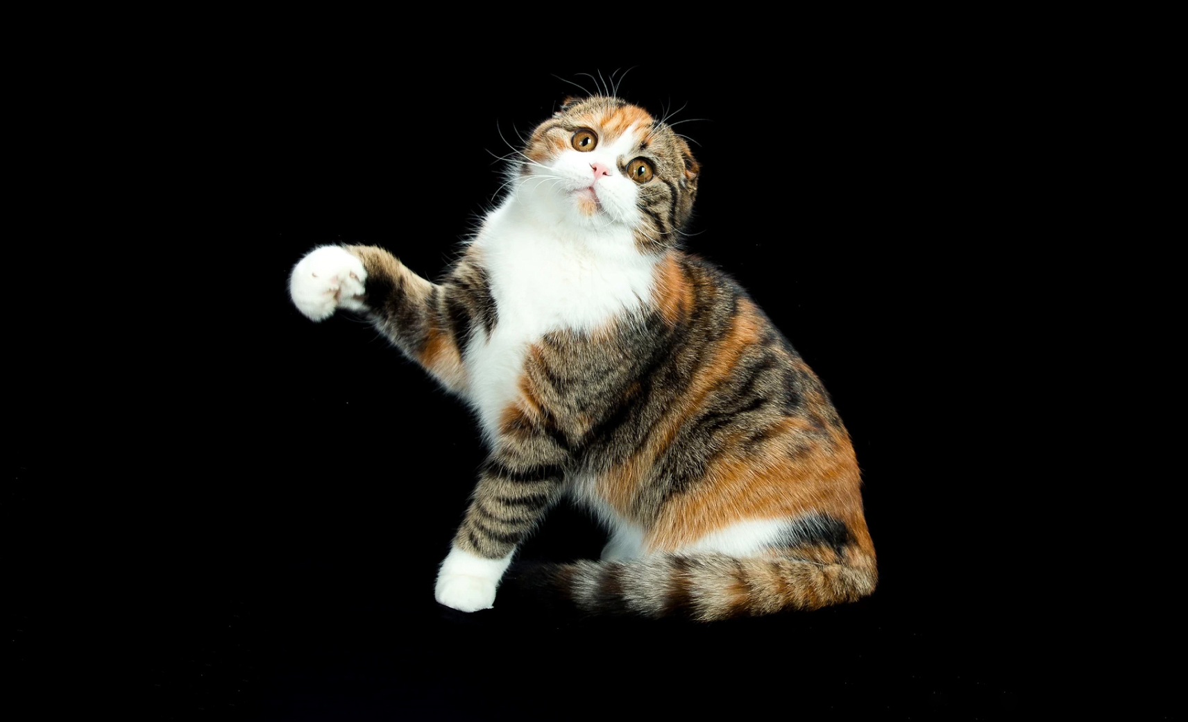 Шотландская вислоухая