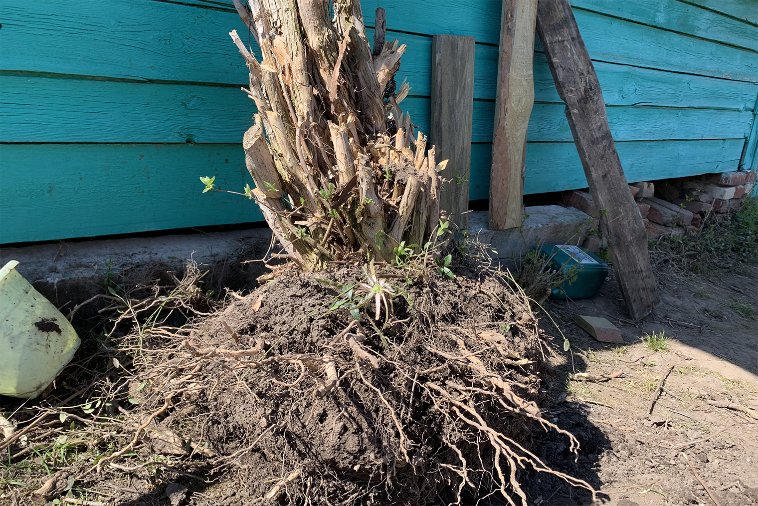 Когда мне понадобилось место для плетистой розы, я за несколько часов одна выкорчевала многолетний чубушник
