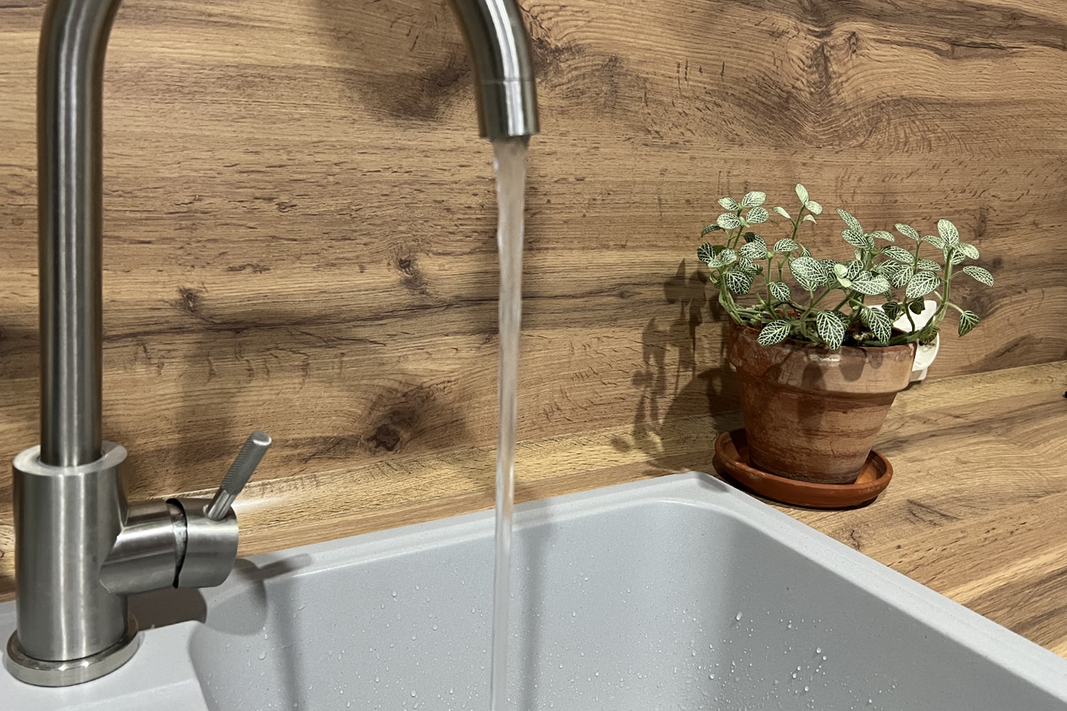 Моя фиттония стоит у раковины: здесь выше влажность. И растение всегда перед глазами, и я не забываю вовремя его поливать, так как остальные наслаждаются водой сильно реже