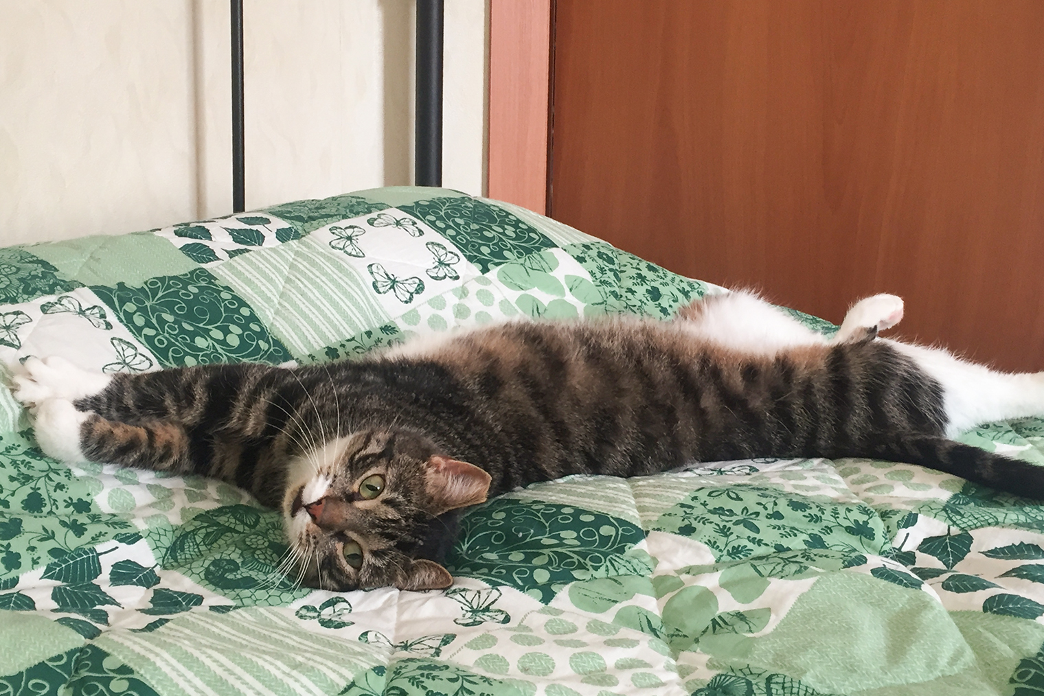 Сейчас Куся хорошо себя чувствует. После удаления зубов ВИК больше не напоминал о себе. Надеюсь, так будет и дальше. © Ирина Рычкова