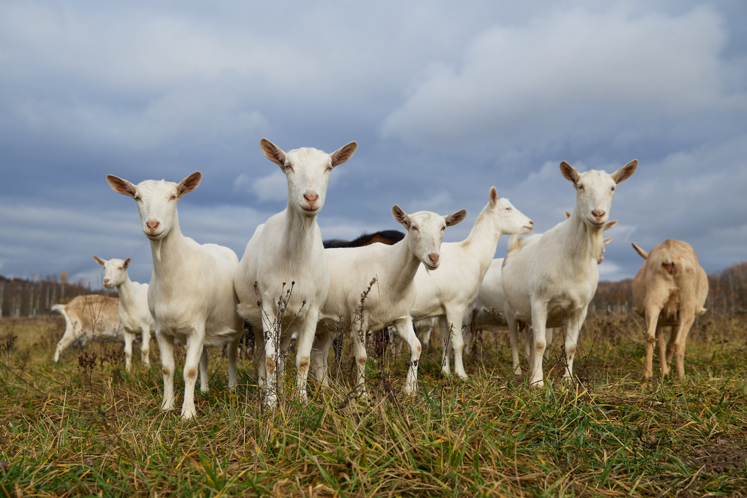 Но мне не поверили, что никаких бешеных денег нет, и до 15 сентября попросили забрать коз и съехать