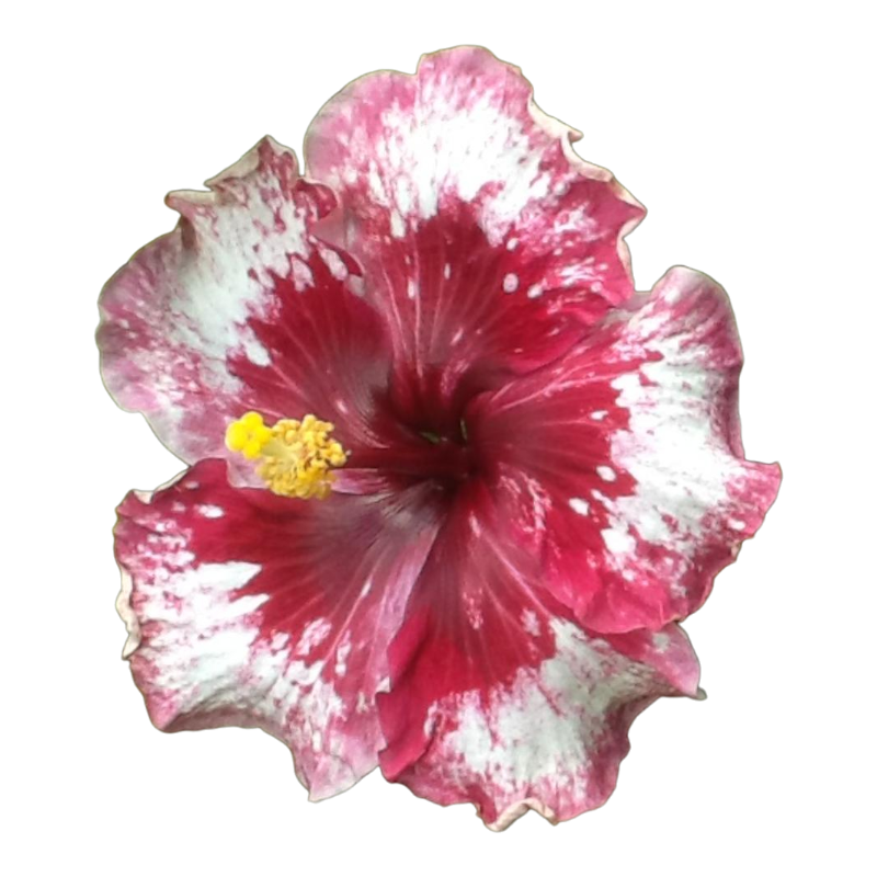 Пурпл мажестик