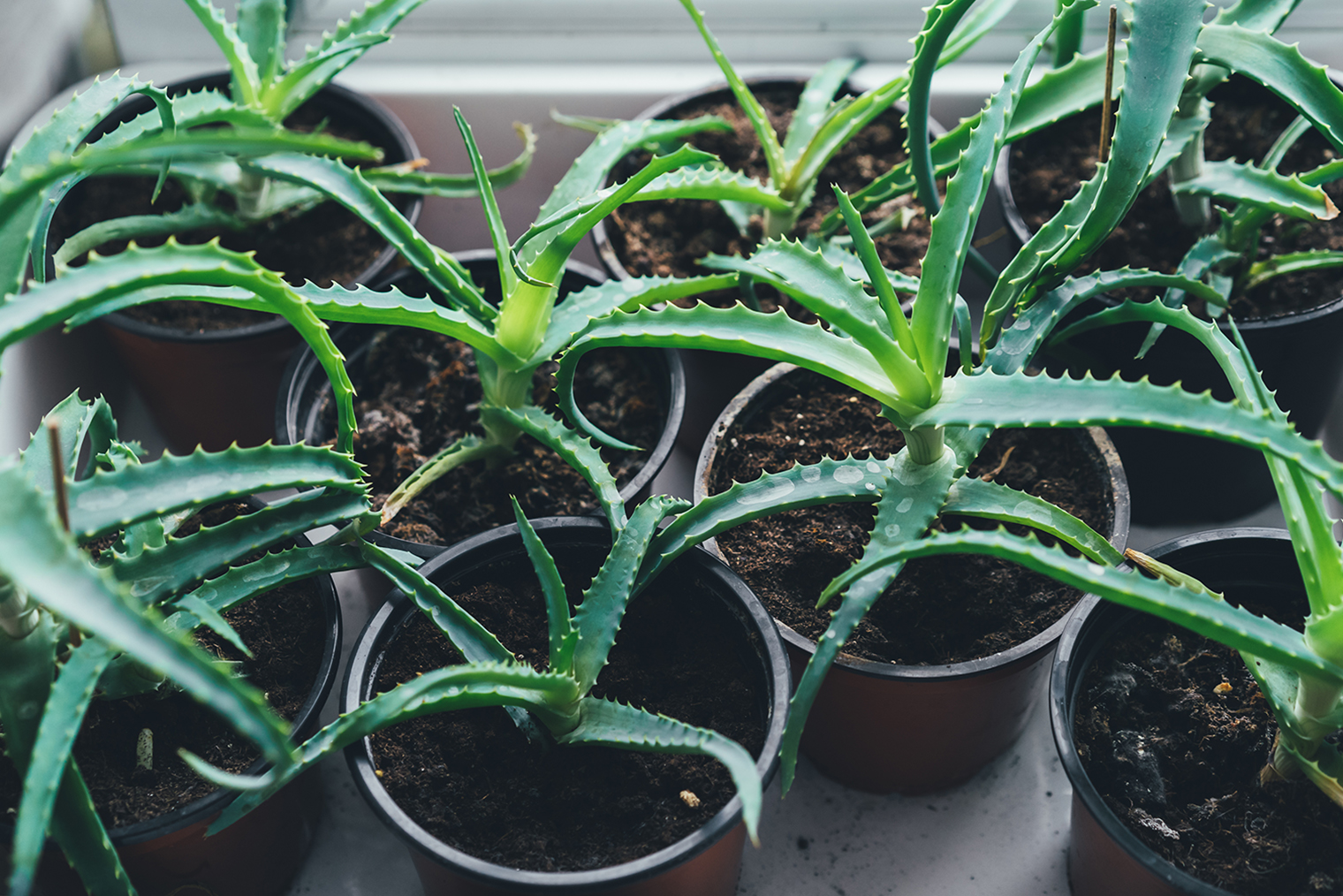 Укореняющиеся верхушки побегов алоэ древовидного. Фотография: AnnHirna / Shutterstock / FOTODOM