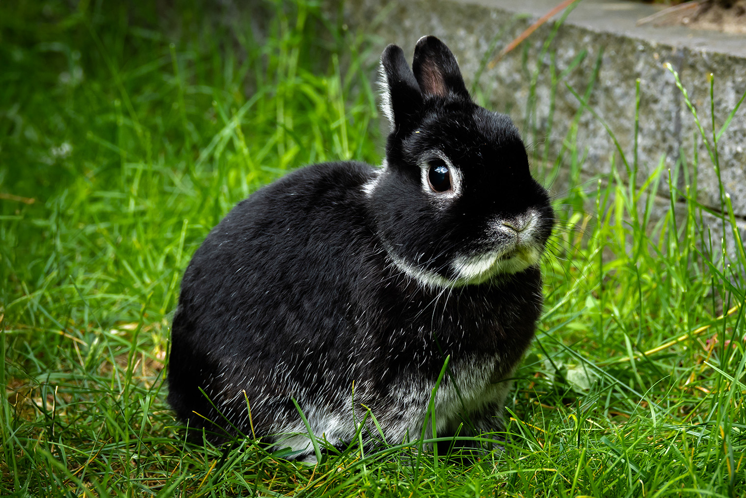 Нидерландский карликовый кролик