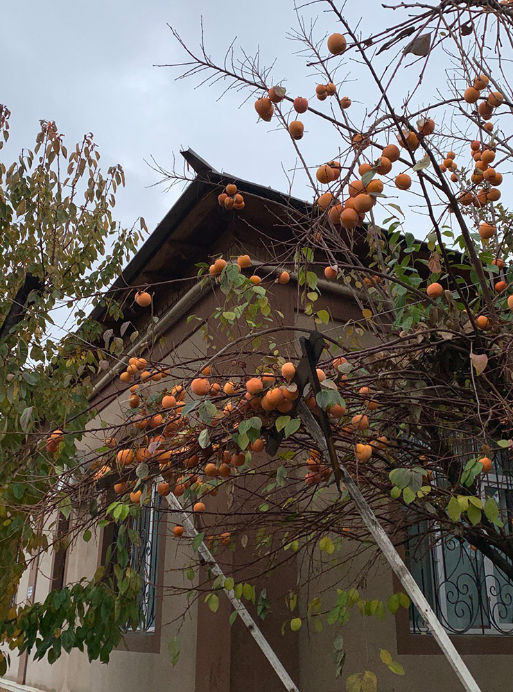 Осенью деревья во многих частных дворах усыпаны спелой хурмой