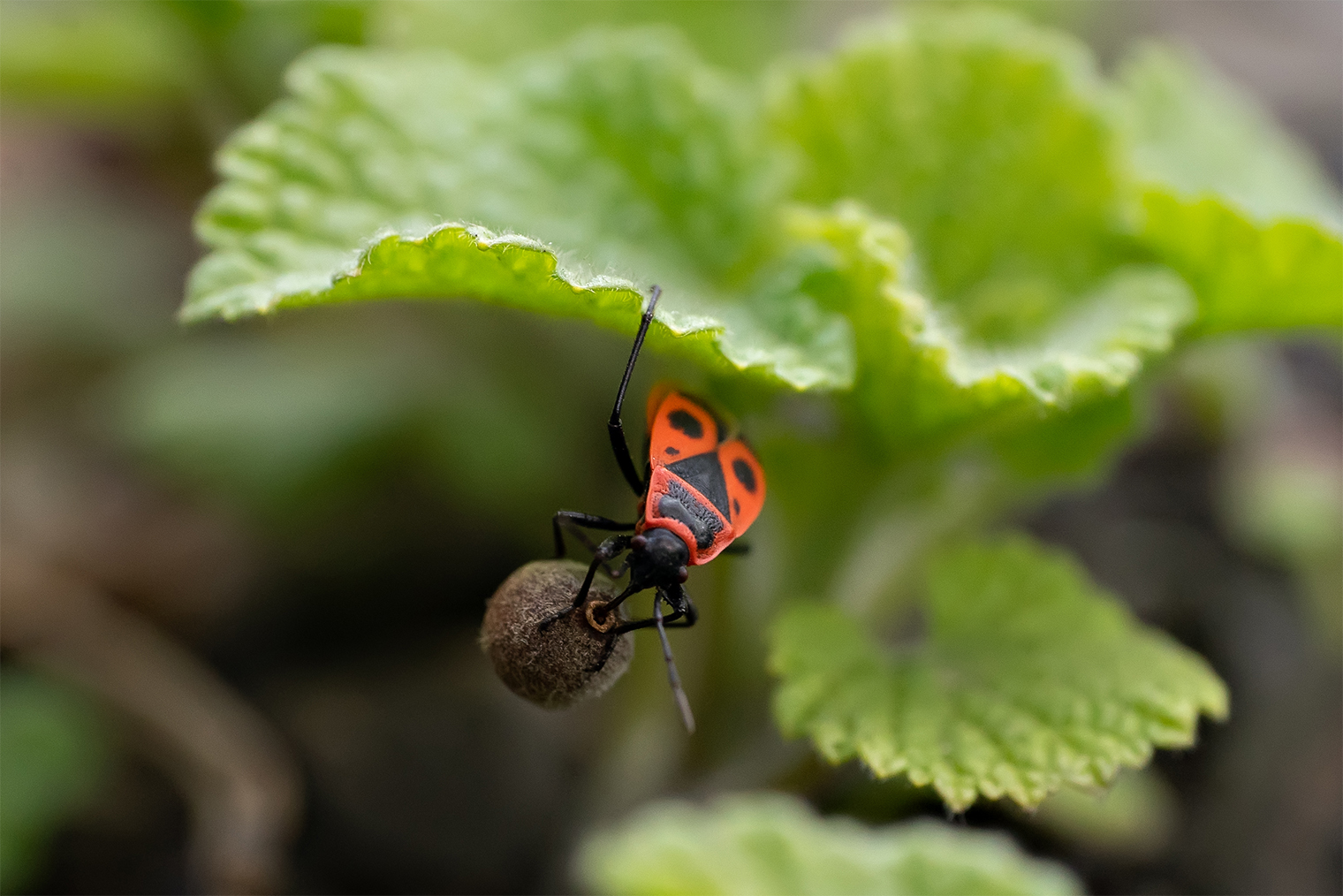 Личинки и яйца других насекомых тоже идут в пищу. © Ksuha Shcerbakova / Shutterstock / FOTODOM