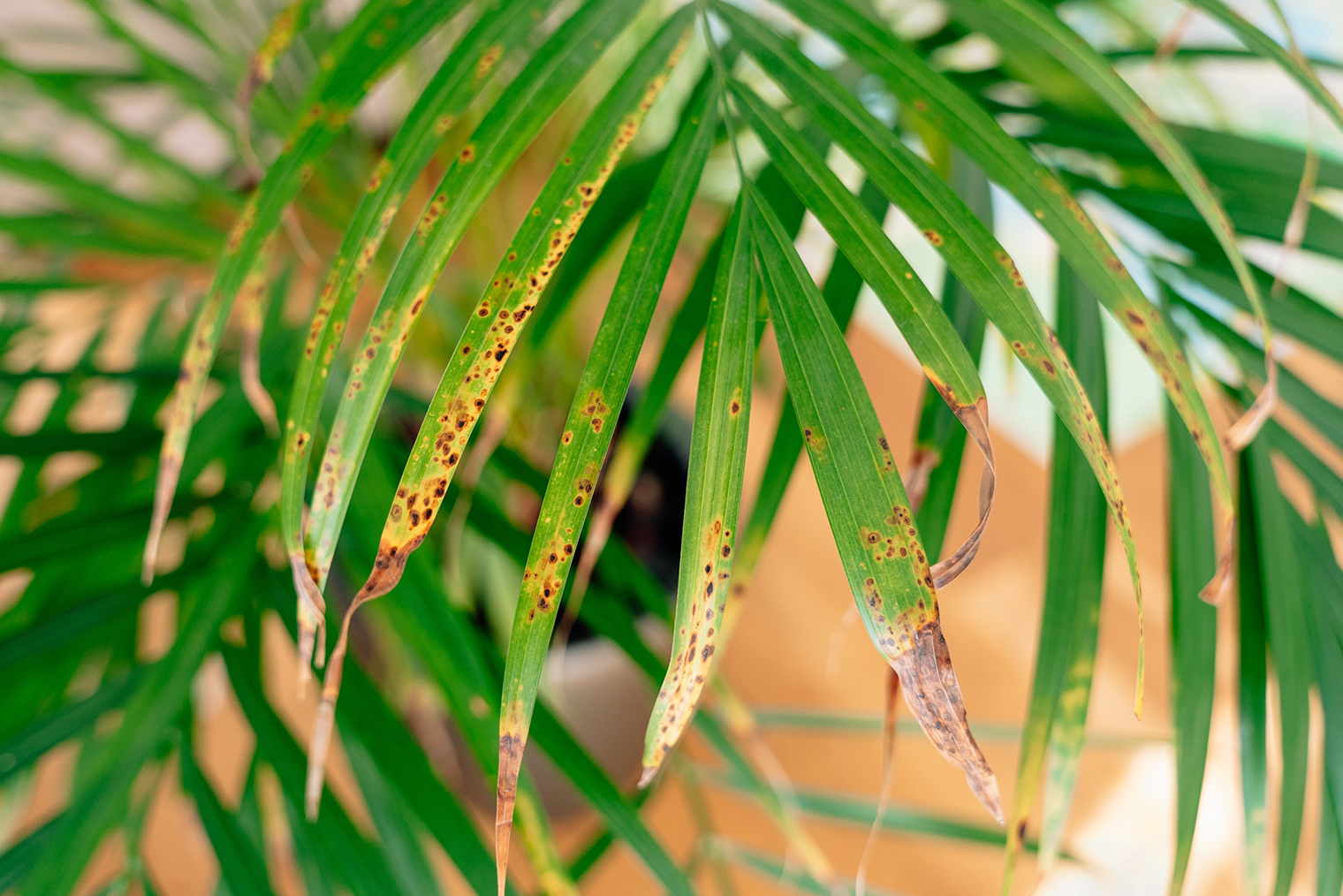 Длительный залив может вызвать грибковые инфекции. Фотография: Elena Ebinger / Shutterstock / FOTODOM