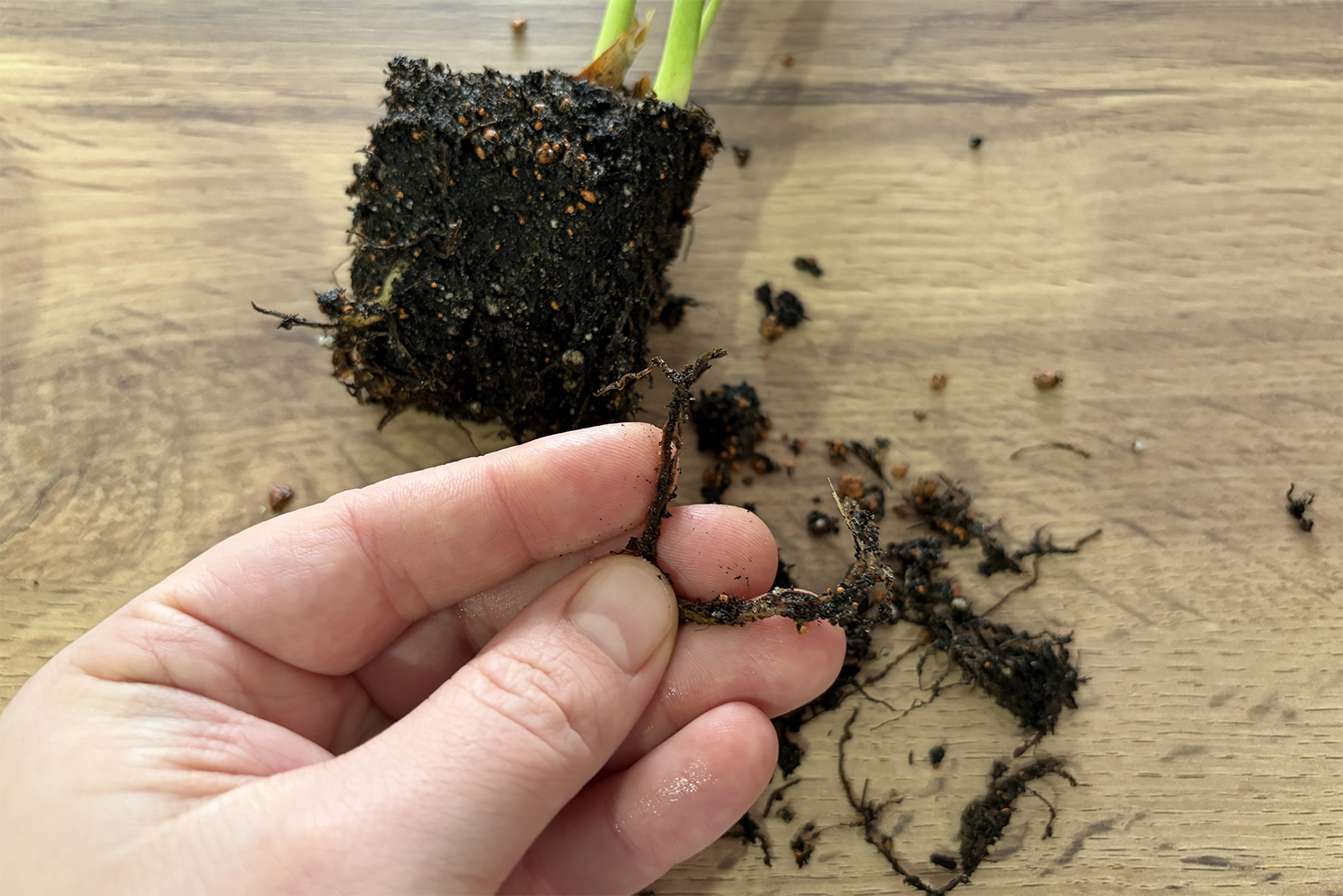 Гнилые корни обычно легко отделяются: они темного цвета и мягкие. Лучше убирать в перчатках и с использованием инструмента