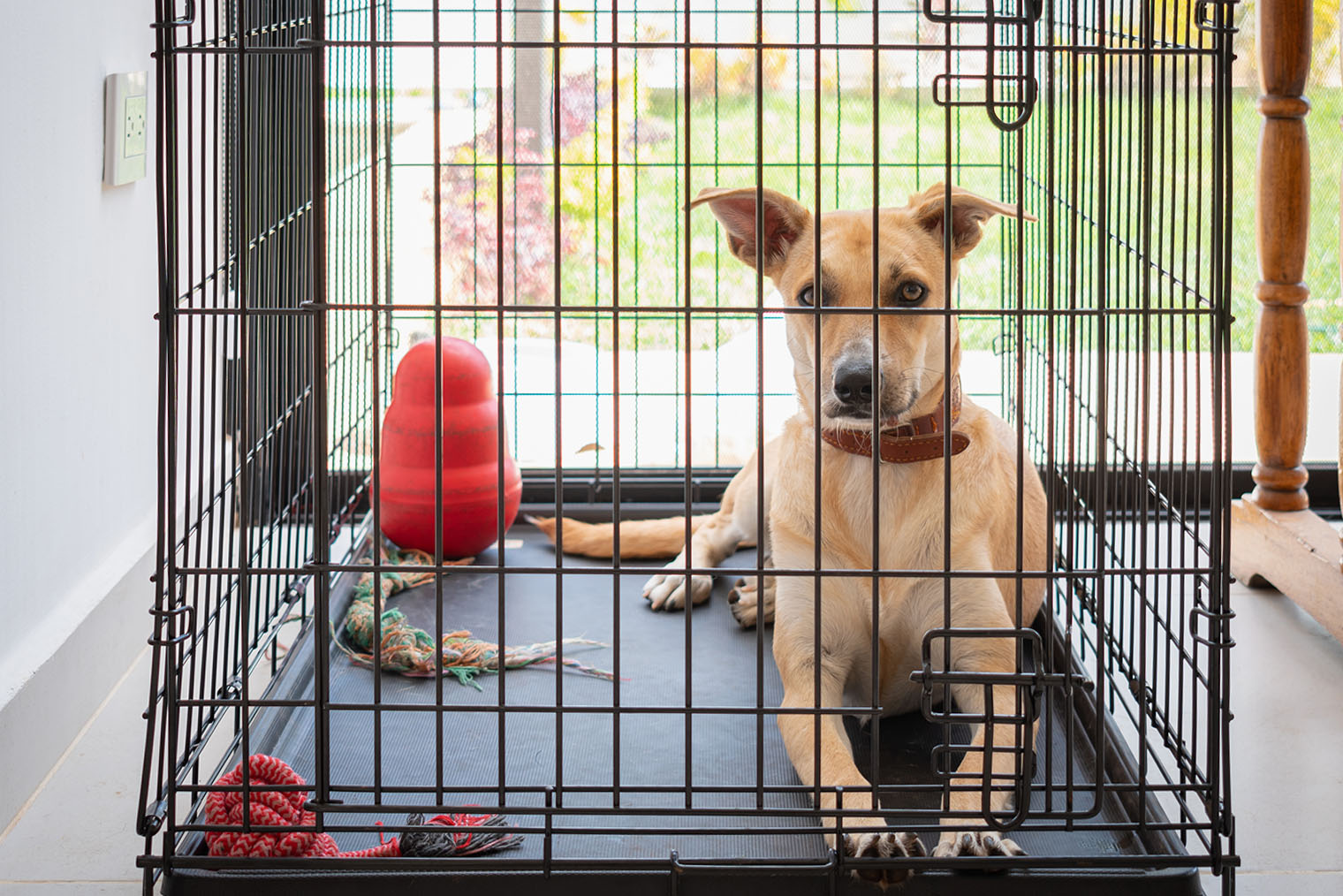 Клетку можно использовать как домик: надо только снять двери. Фотография: Claudia Luna Mtz / Shutterstock / FOTODOM