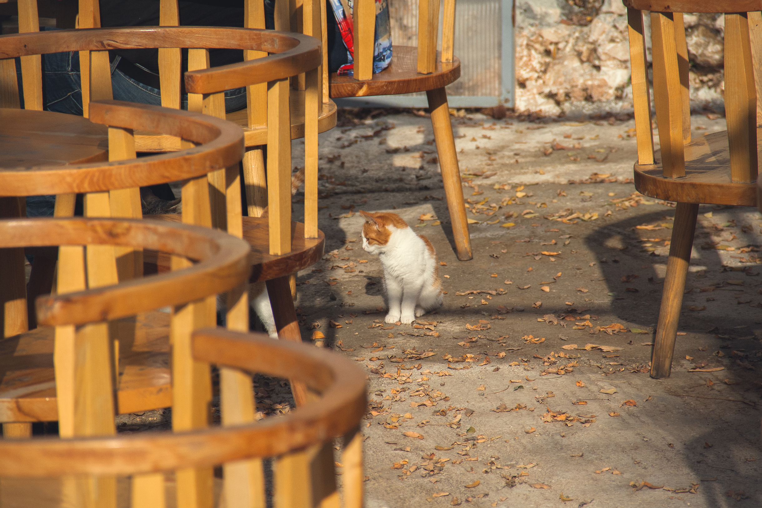 По дороге на вершину можно охладиться напитками в кафе и пообщаться с котиками. Вообще, про котов Котора можно делать отдельный котоальбом