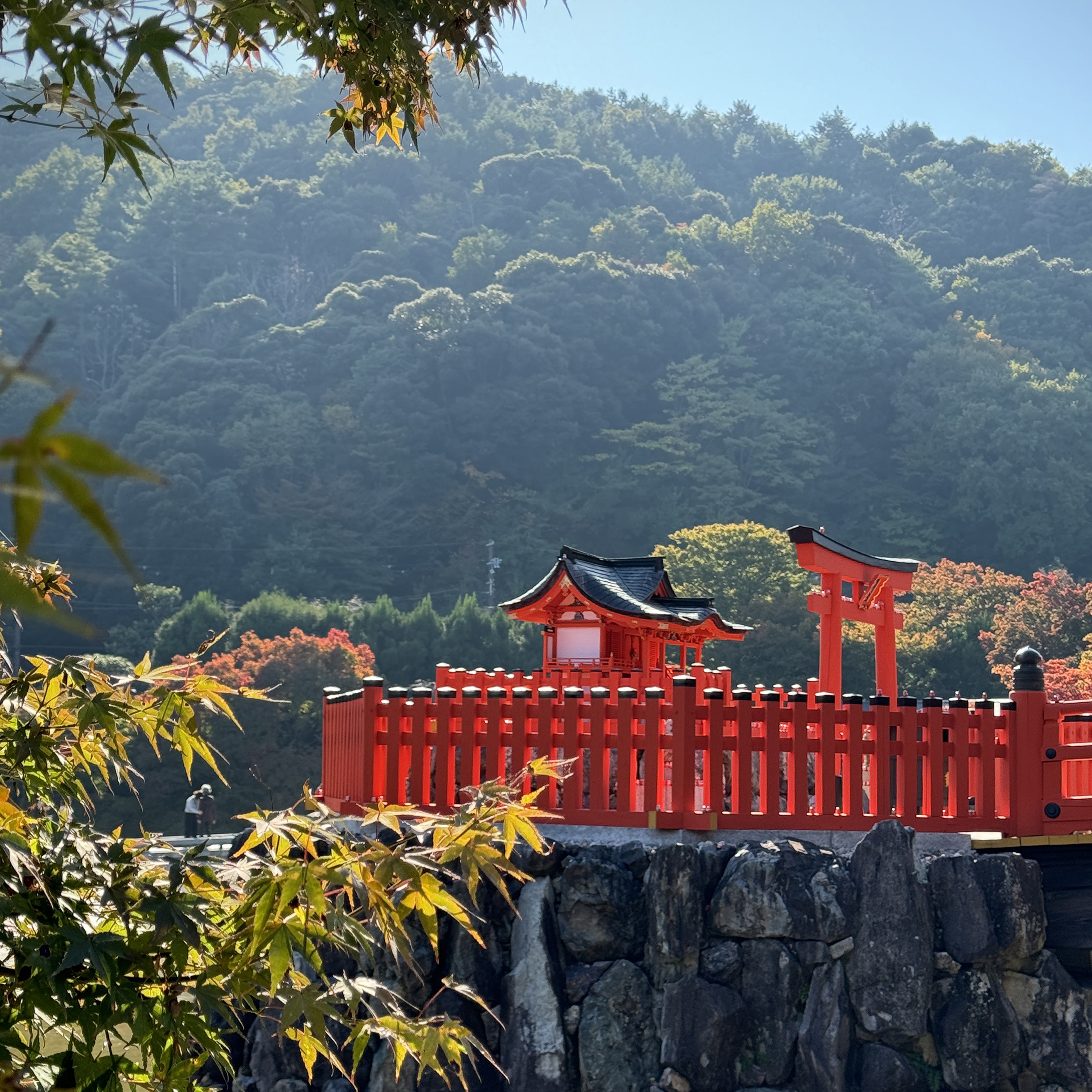 К середине ноября еще не все деревья покраснели — клен на фото едва пожелтел. В горах и на севере момидзи наступает быстрее, но в южной Осаке уже несколько лет клены становятся алыми ближе к концу ноября