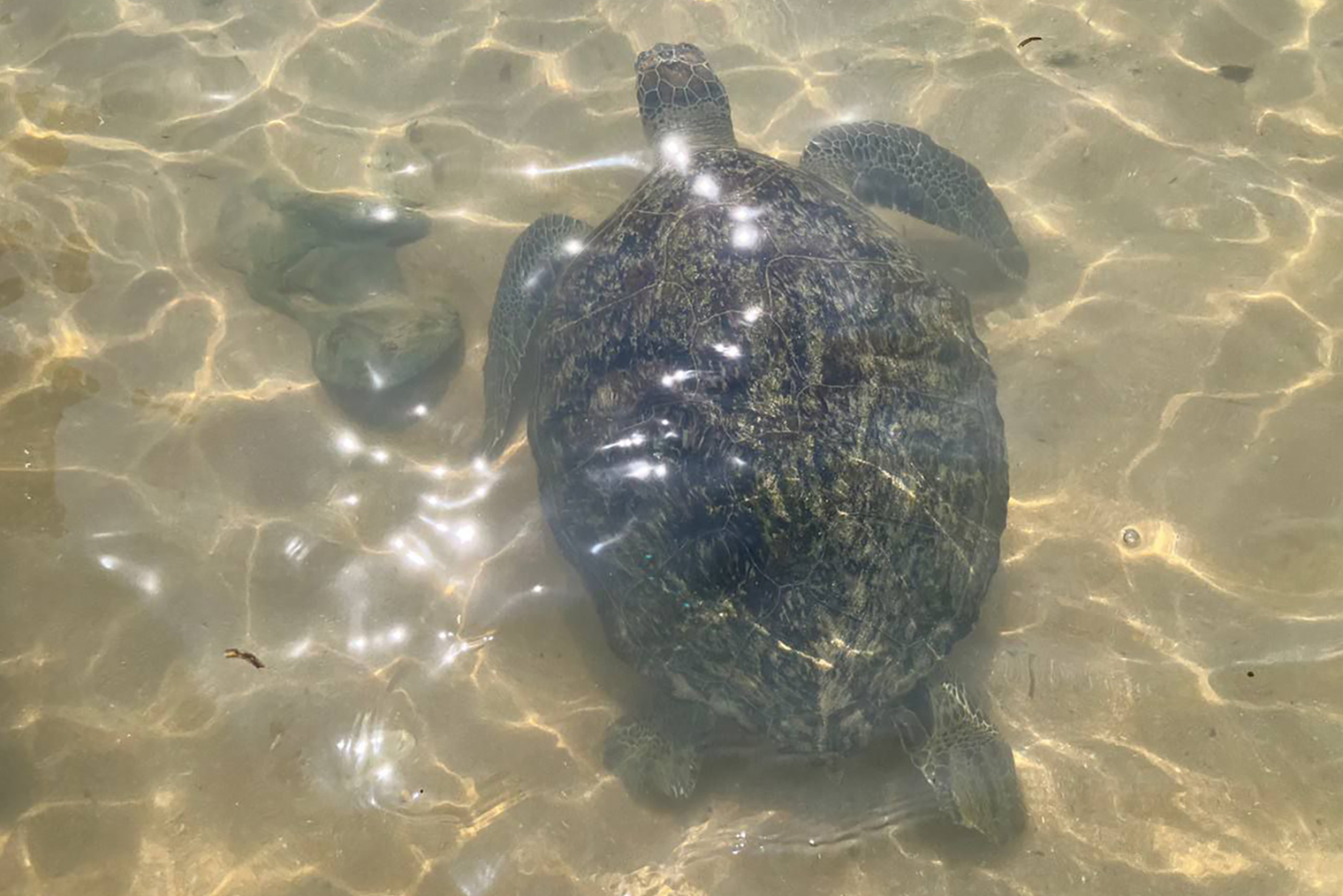 Немного дальше находится Черепаший пляж — совсем небольшой участок берега. У самой кромки плавали несколько огромных черепах с панцирем около метра в длину. Туристы и местные кормили их водорослями, фотографировались и гладили