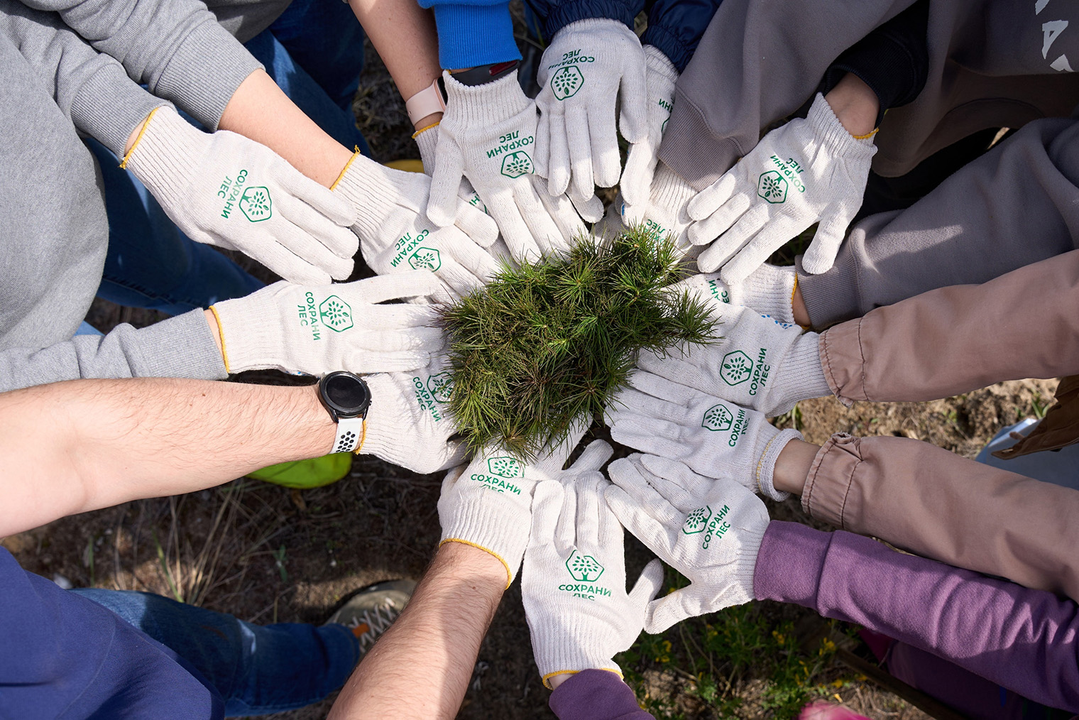 За весну 2024 года «Сохрани лес» высадил 47 000 деревьев. Источник: сообщество в vk.com