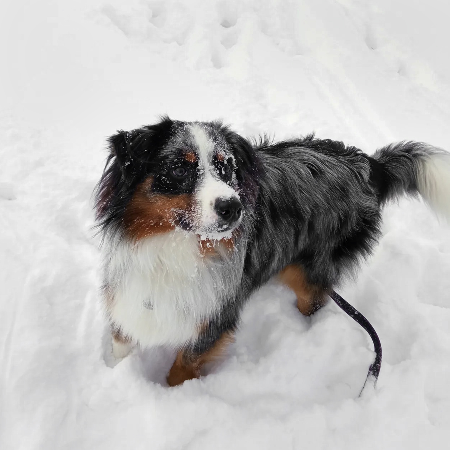 Наш пастух-энерджайзер