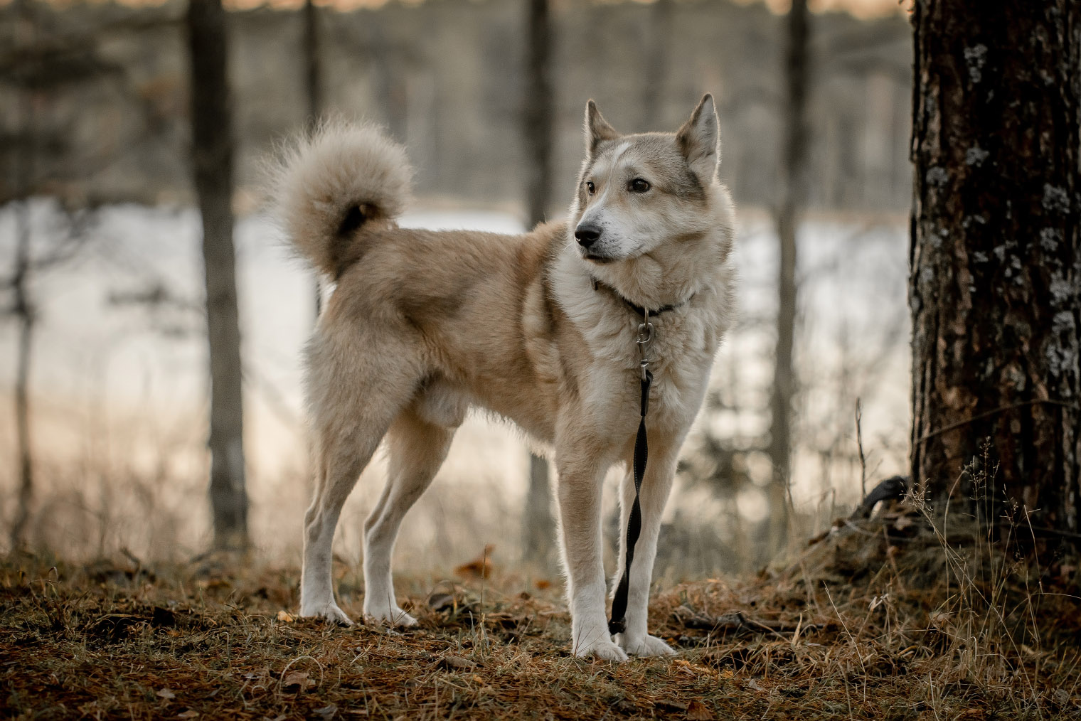 В некоторых окрасах лайка может напоминать волка. Фотография: Avphoto.av / Shutterstock / FOTODOM