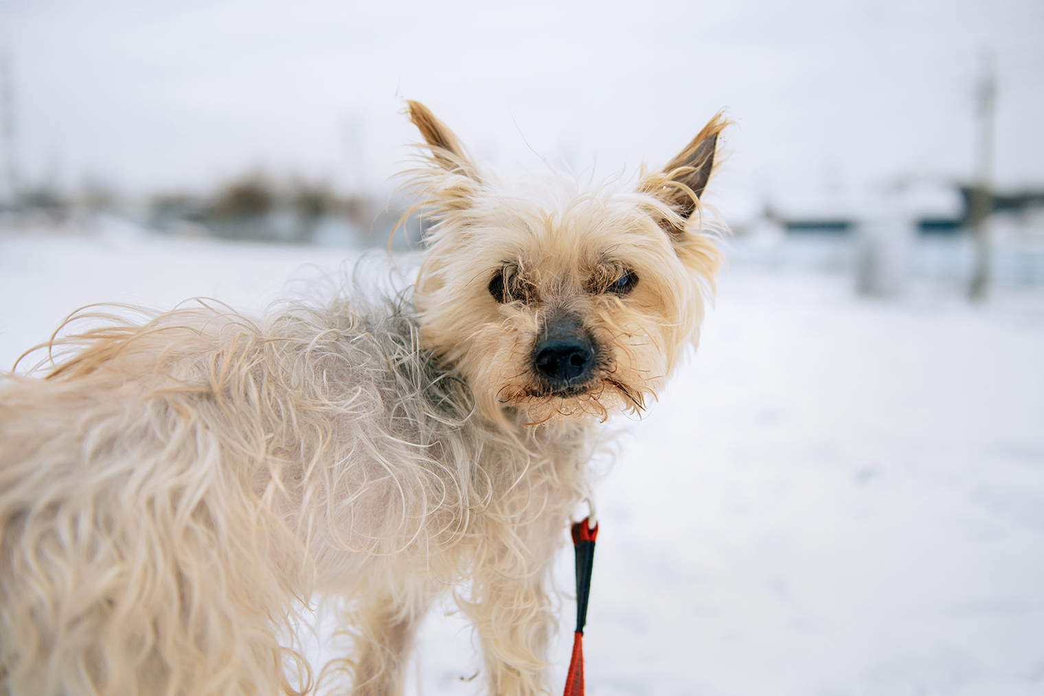 Это Жорик перед тем, как нашел семью на фестивале WOOF в Москве. © Фонд «Ника»