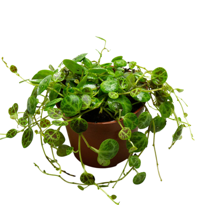 Пеперомия «прострата»