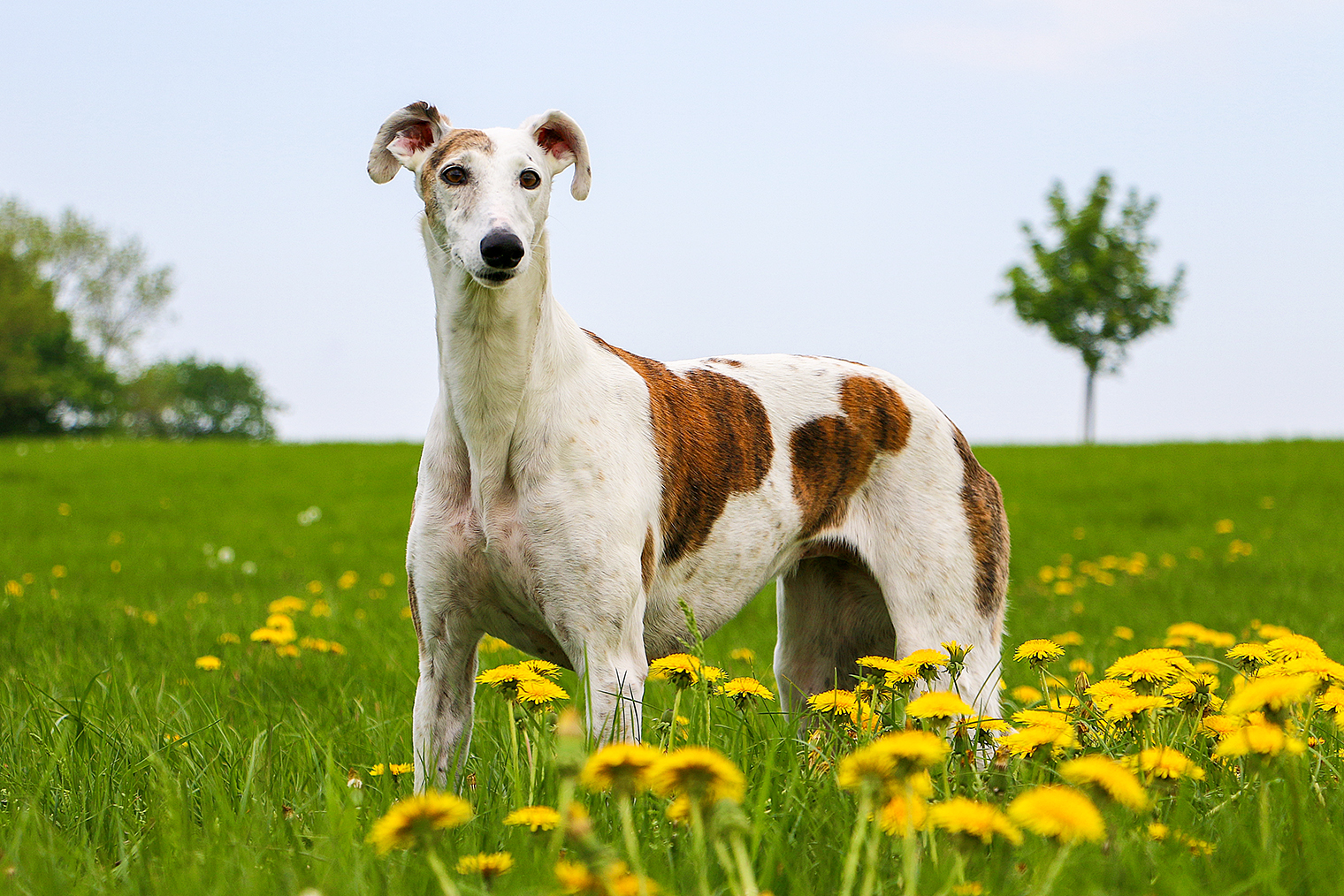 Гальго, за которых борются активисты в Испании. © Bianca Grueneberg / Shutterstock / FOTODOM