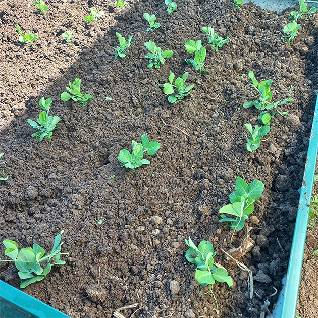 Всходы гороха. © Татьяна Втюрина