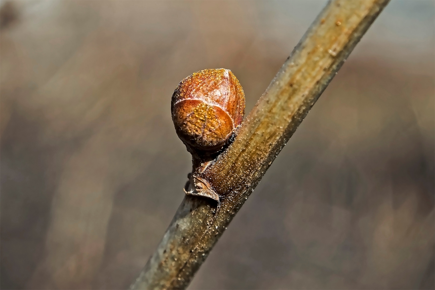 Так выглядит почка, пораженная почковым клещом. © valerypetr / Shutterstock / FOTODOM