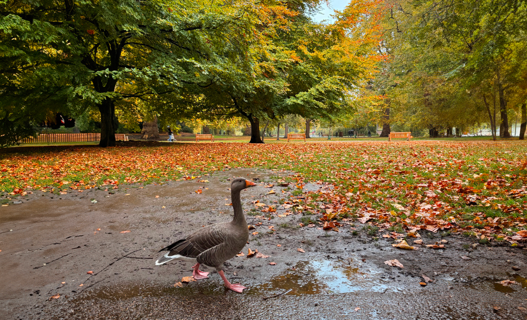 Дождь в Сент-Джеймсском парке