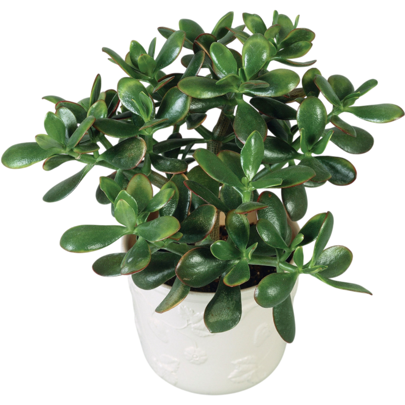 Денежное дерево