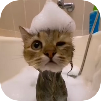 Мемные коты