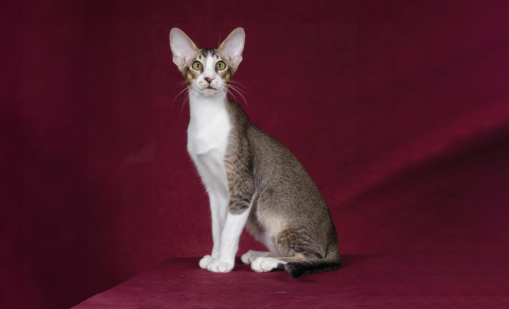 Ориентальная короткошерстная