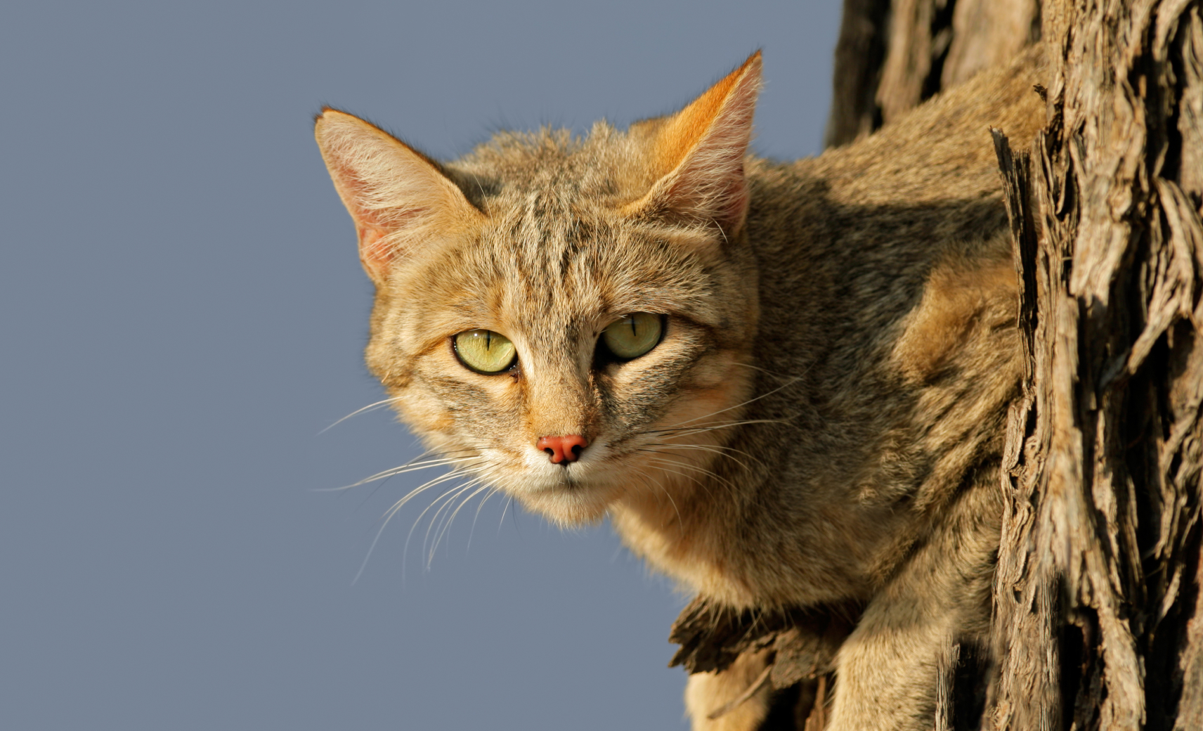 Степной кот