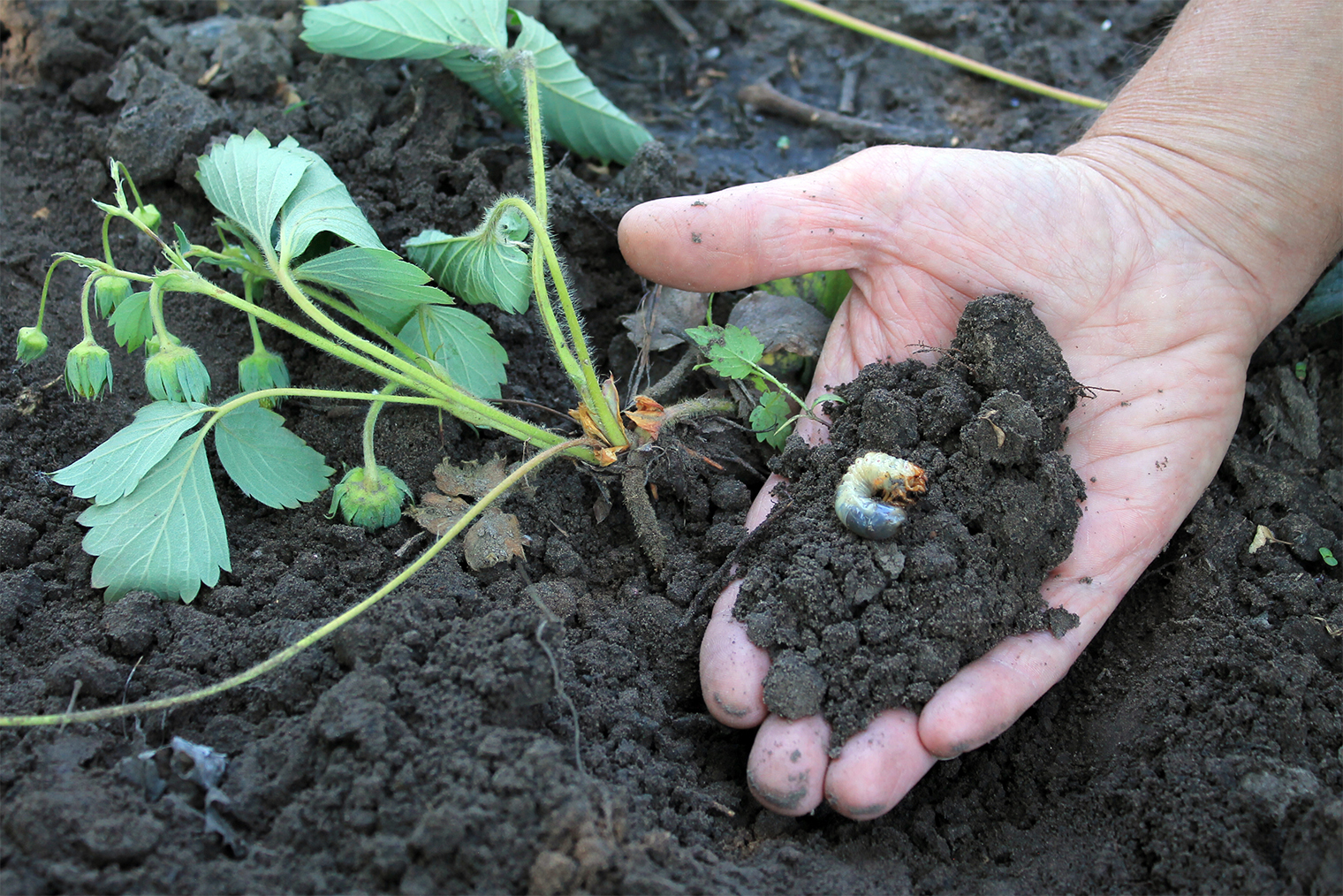 Клубнике досталось от личинок майского жука. © Syndy1 / Shutterstock / FOTODOM