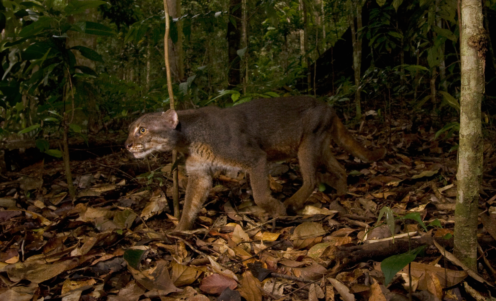 Калимантанская кошка