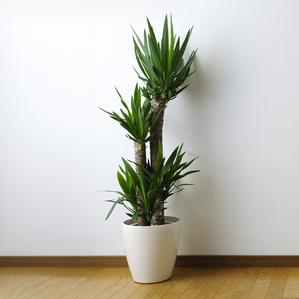 Юкковая «коммуналка» — четыре или даже пять растений в одном горшке. Смотрится эффектно. Фотография: horiyan / Shutterstock / FOTODOM