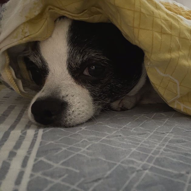 Чиха, по⁠-⁠моему, недовольна: сделала себе укрытие из одеяла и грустно смотрит оттуда. Понимает, что пора идти гулять