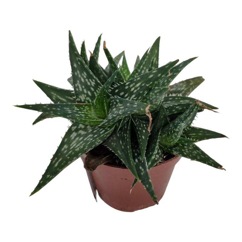 Алоэ Дескоингса