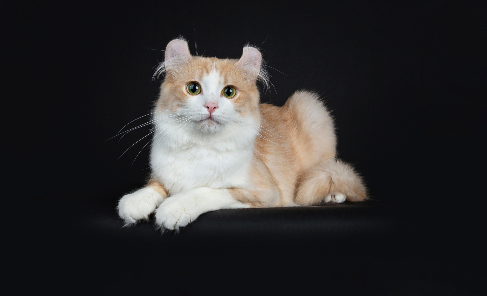 Американский керл