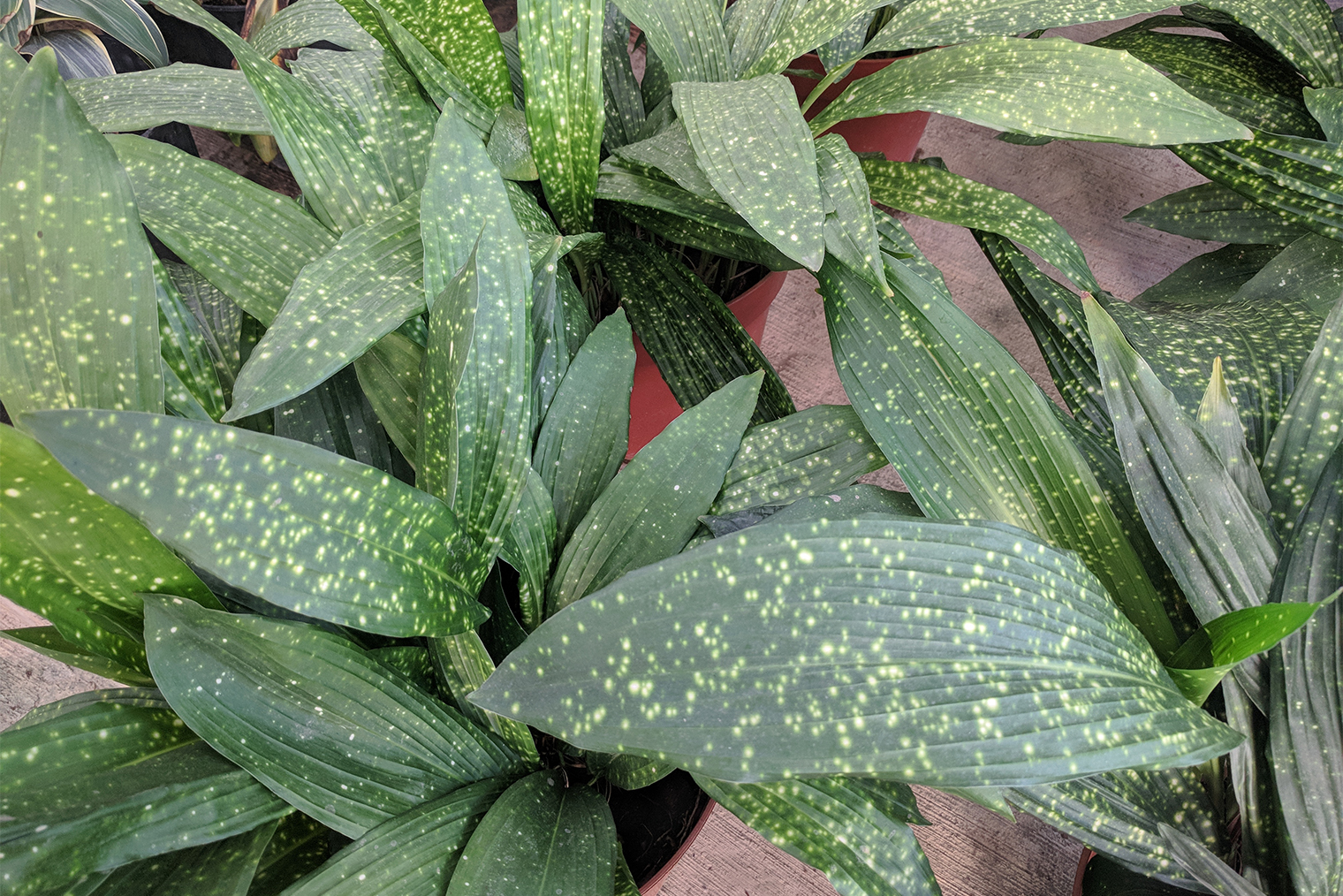 Вариегатным сортам нужно больше света. Иначе листья со временем начнут зеленеть, теряя окрас. © sharohyip / Shutterstock / FOTODOM