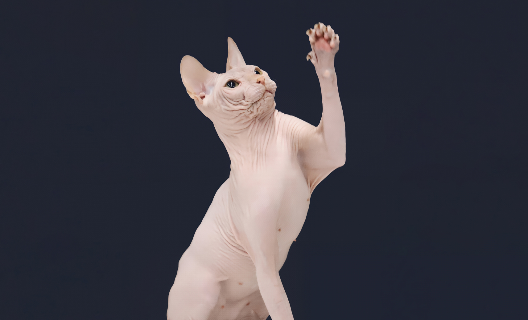 Донской сфинкс