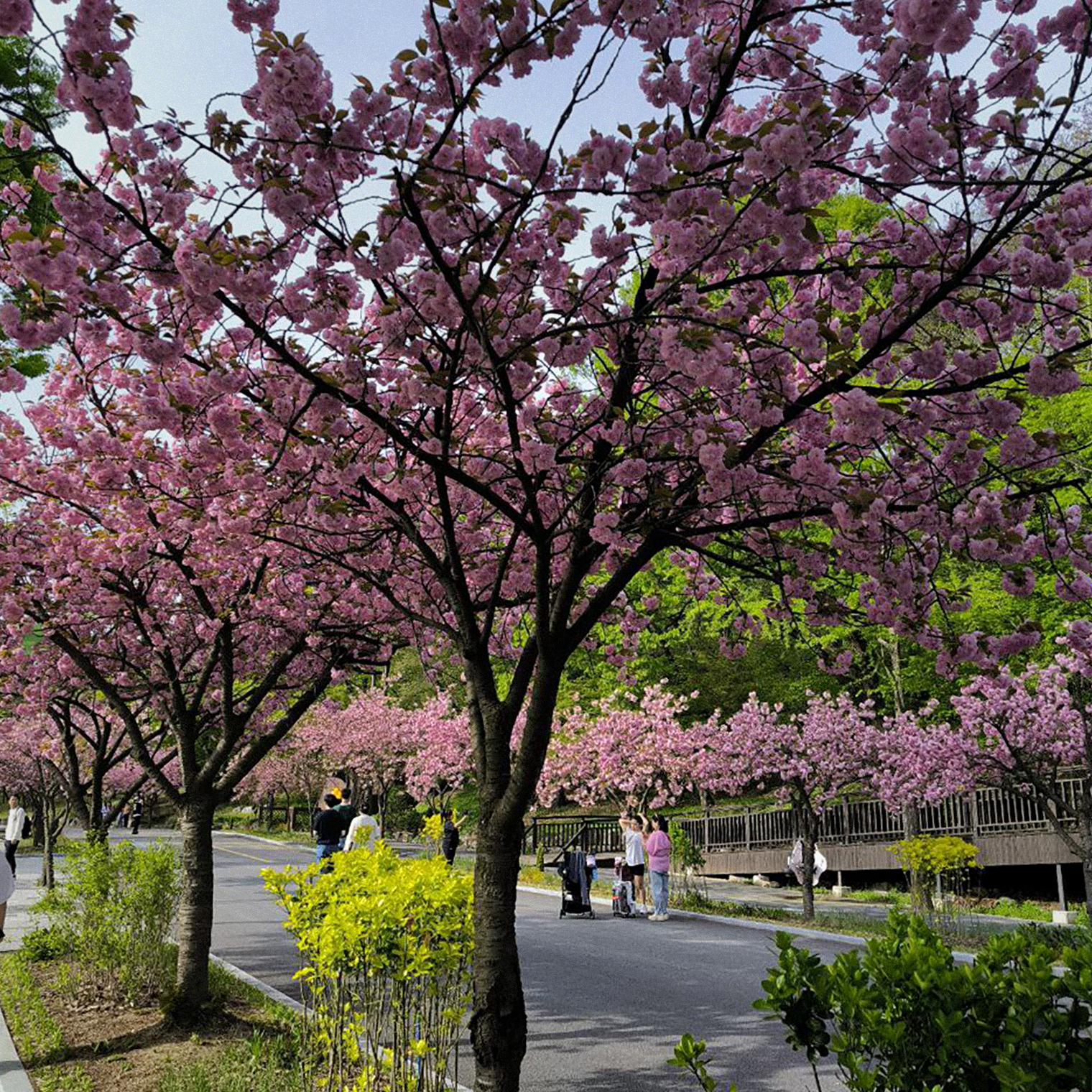 Цветущую сакуру тоже удалось застать. Фотография: Александр К.