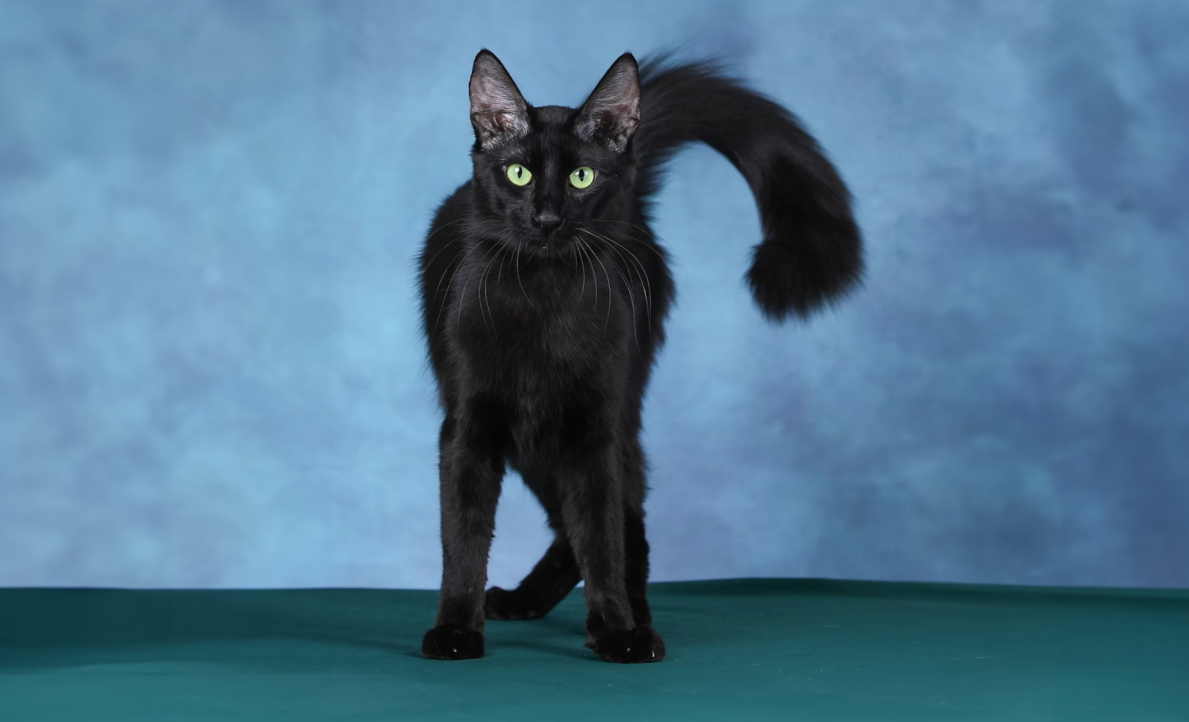 Турецкая ангора