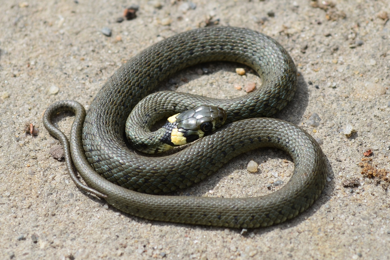 🆗 Окрасы ужа тоже могут варьироваться от зелено-серого до более контрастных. Но «ушки» всегда выделяются. Фотография: Voga / Shutterstock / FOTODOM