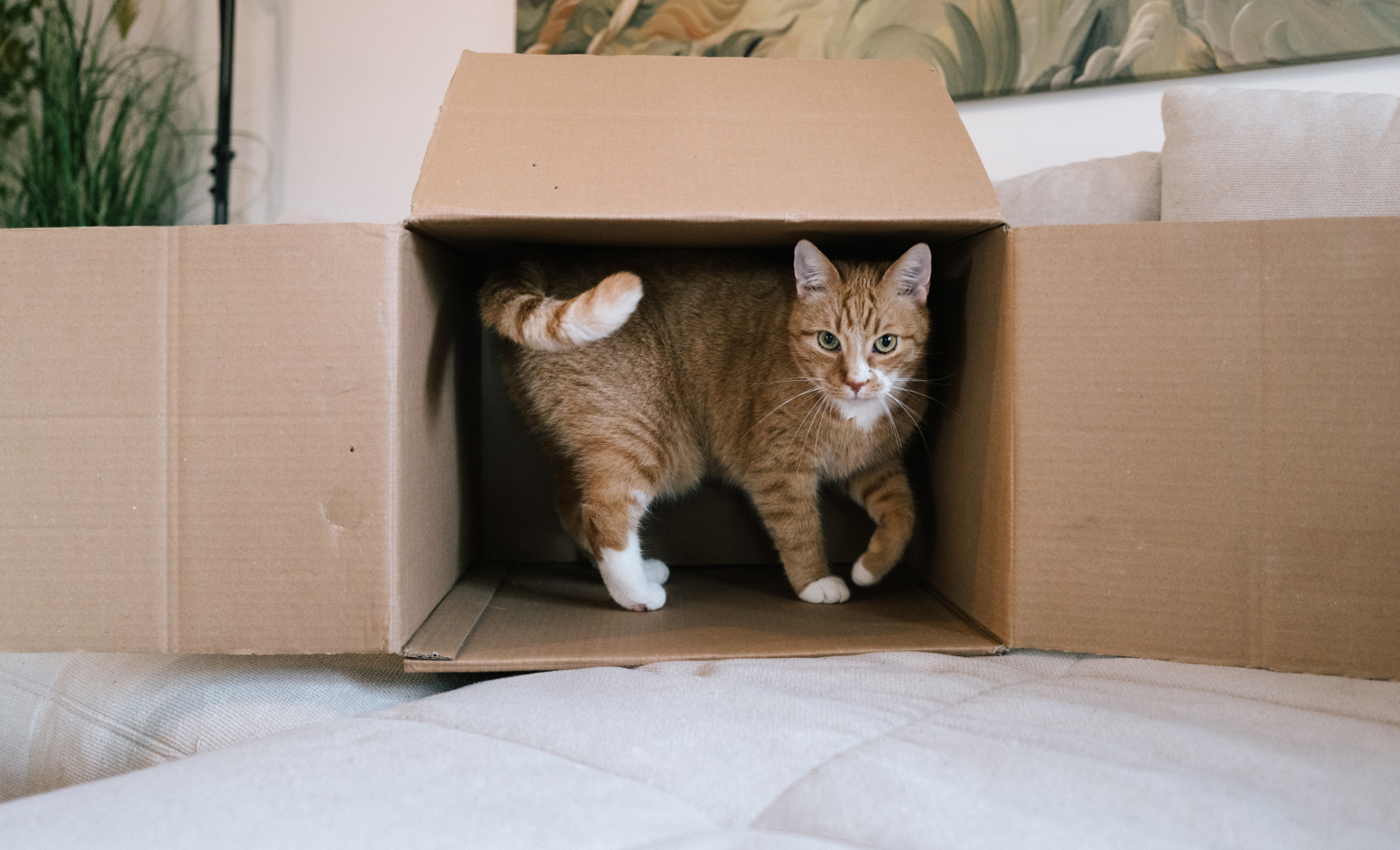 Подарить все коробки в доме