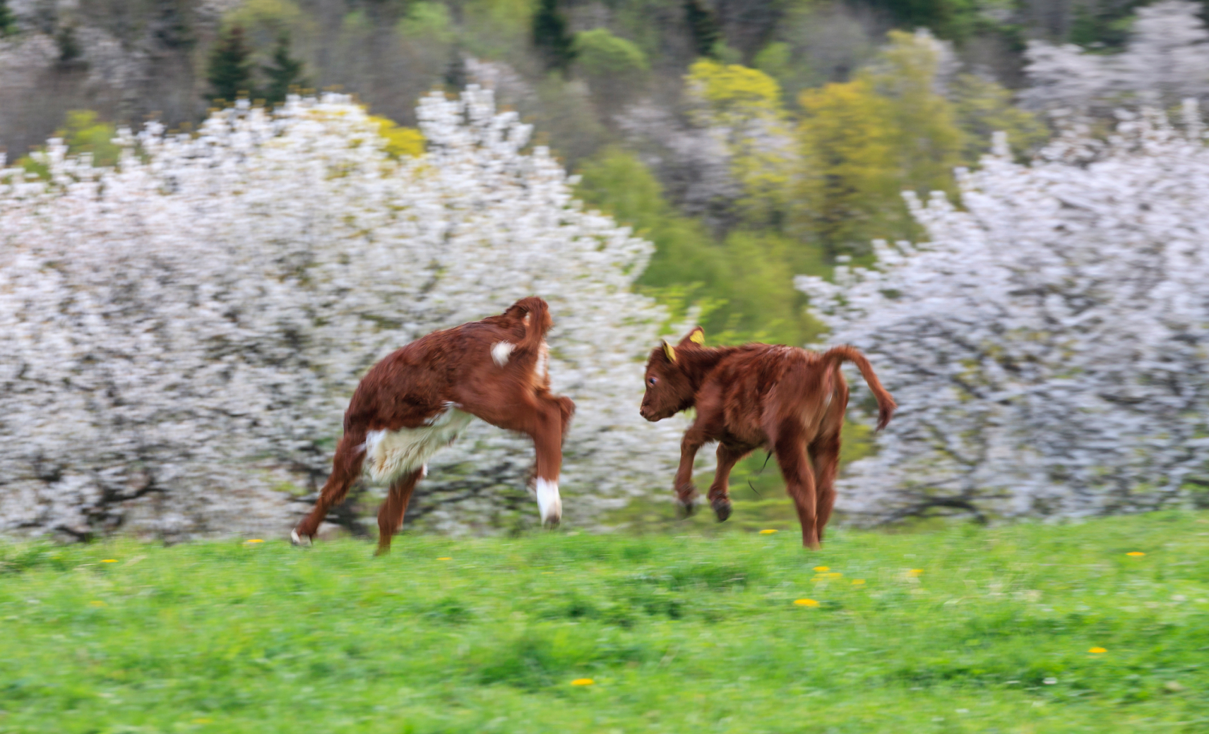 Игры — залог счастливого коровьего детства