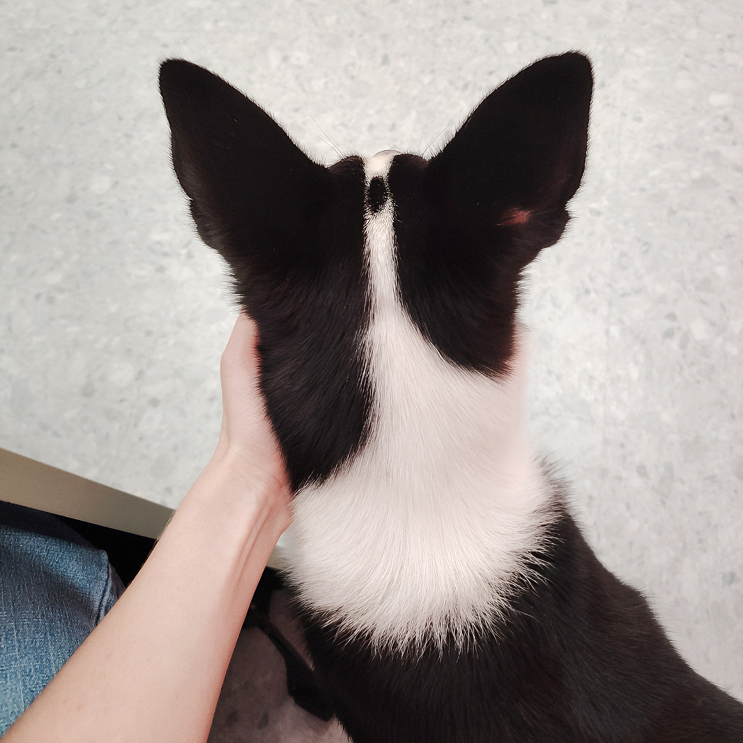 Зато на работе я могу гладить собак