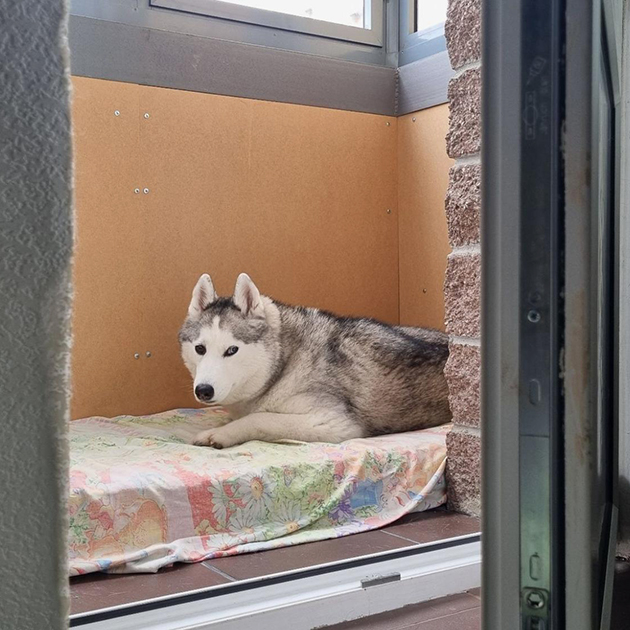 А так она отдыхает на балконе