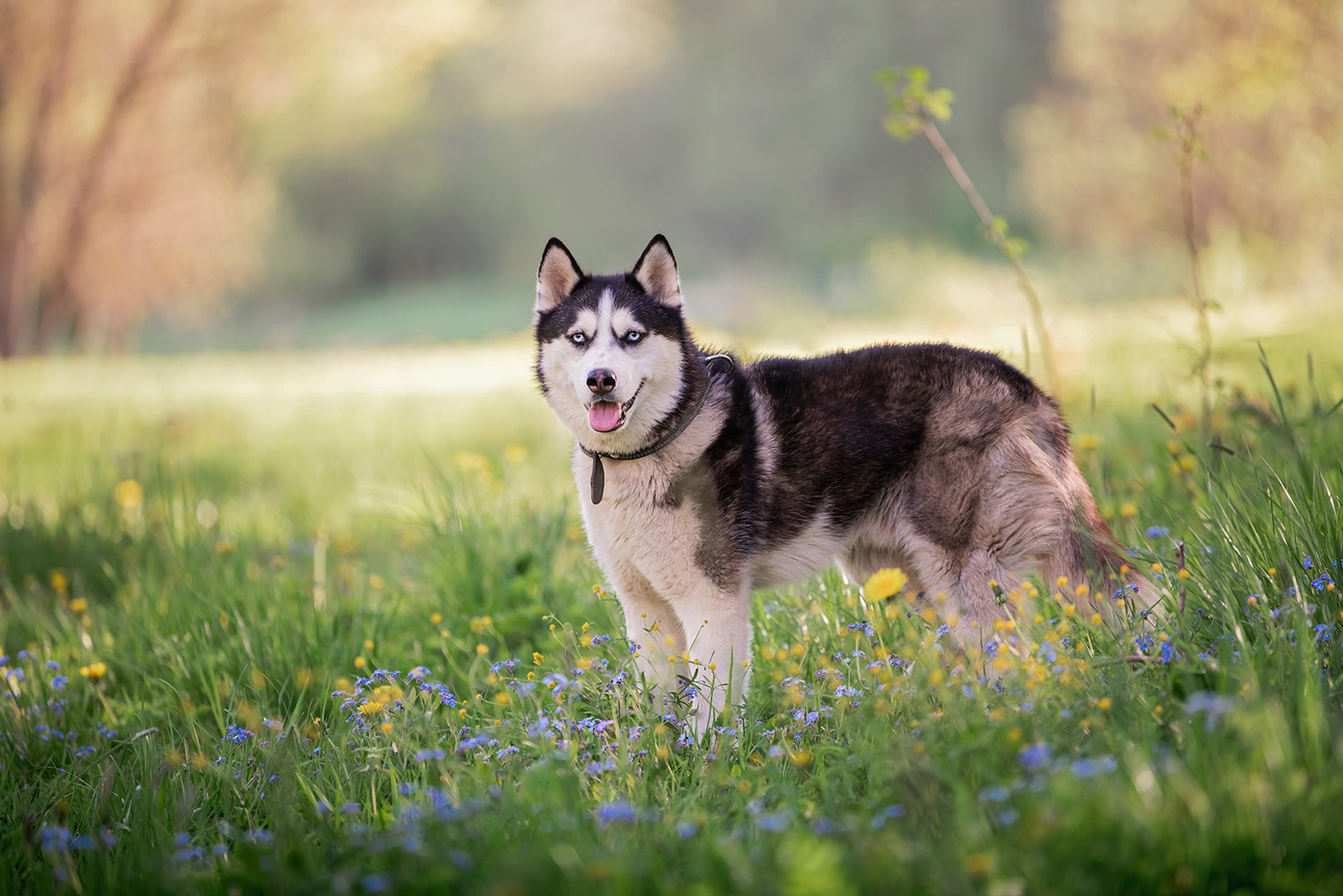 Летом шерсть хаски защищает собаку от перегрева. Фотография: Maria Moroz / FOTODOM / Shutterstock